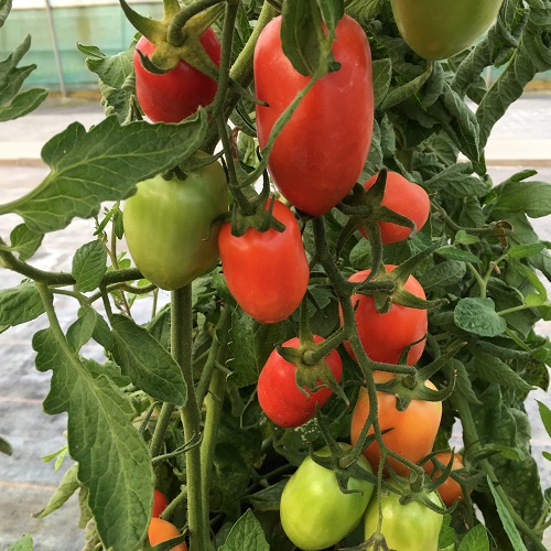 Tomato San Marzano